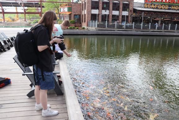 Feeding the Koi