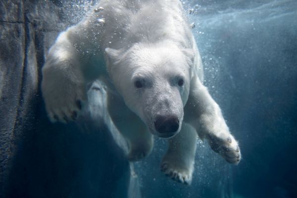 St Louis Zoo polar bear