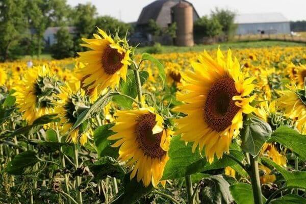 Babbette's Seeds of Hope sun flowers