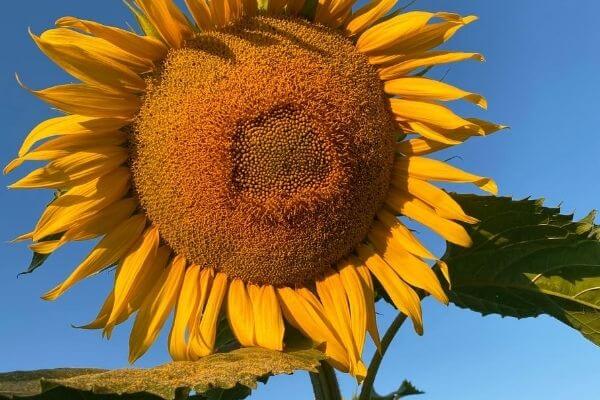 Bergsbaken Farms Sunflower