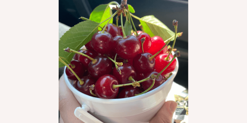 Door County Cherry Picking little bucket of cherries