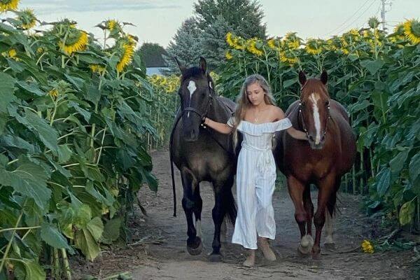 Horses in the sunflower field