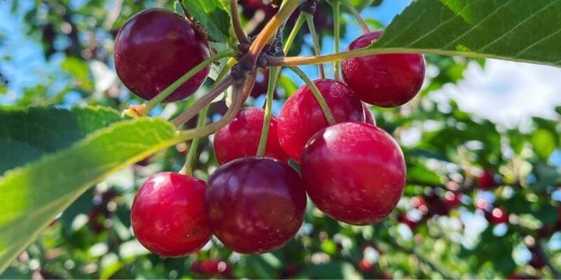 Lautenbach Orchard, Door County cherry pickng