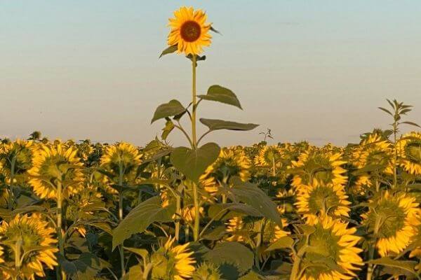 One tall sunflower in the field