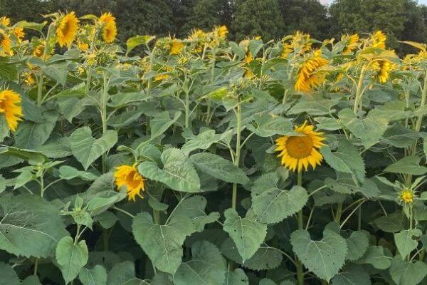 Sunflower Farm in Wisconsin