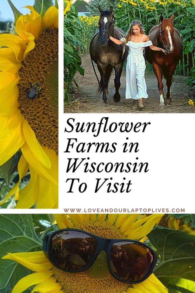 The Best Sunflower Fields in Wisconsin to visit on a romantic road trip