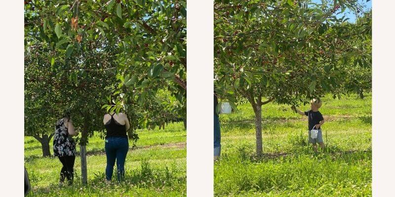 Door County Cherry Picking Girls picking cherries