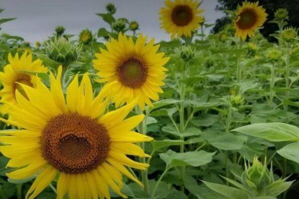 Lannon Sun flowers