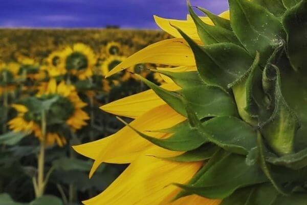Sopa Fairview Farm sunflowers