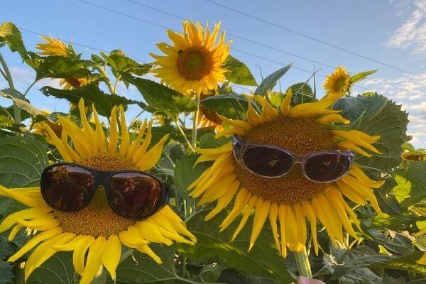 Sunflowers with Gary and Michelle's Sunglasses