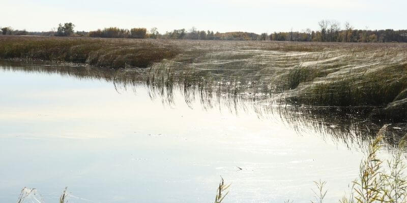 Horicon Marsh spiders