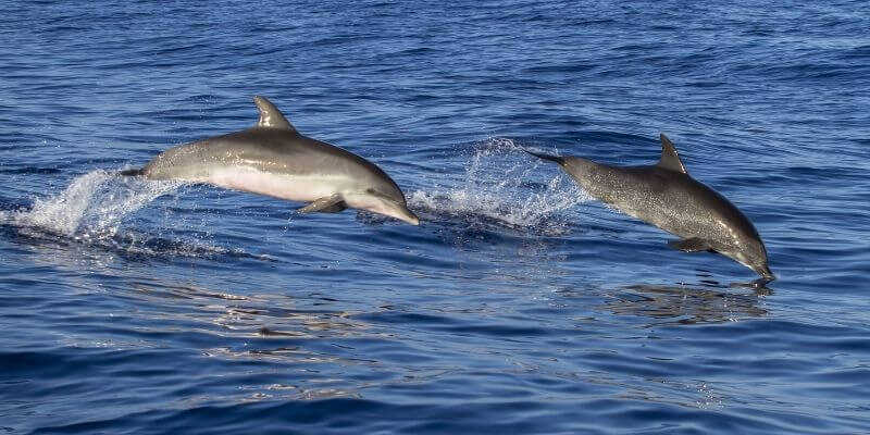 dolphins swimming