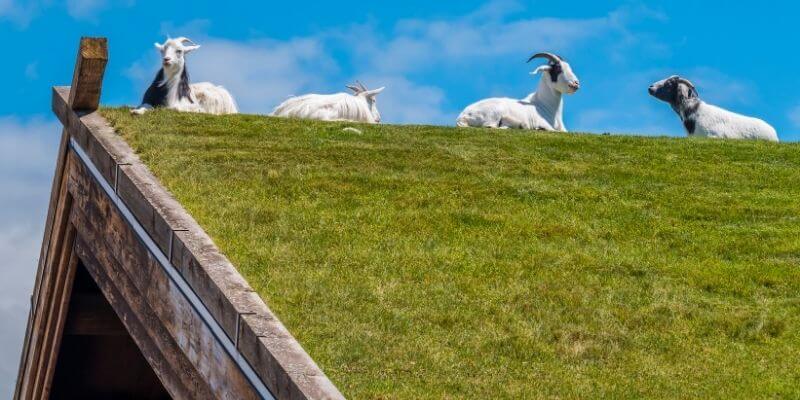 Al Johnsons goats on the roof