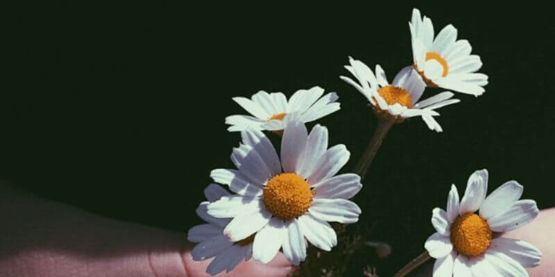 daiseys flowers