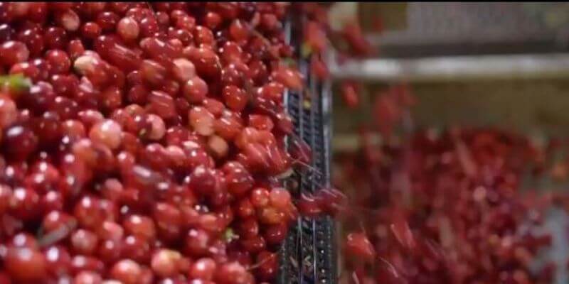 Cranberries being sorted