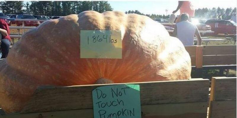 Giant pumpkin weigh in
