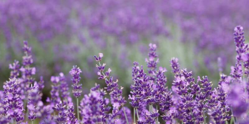 Washington Island Lavender