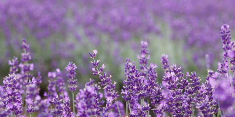 Washington Island lavendar