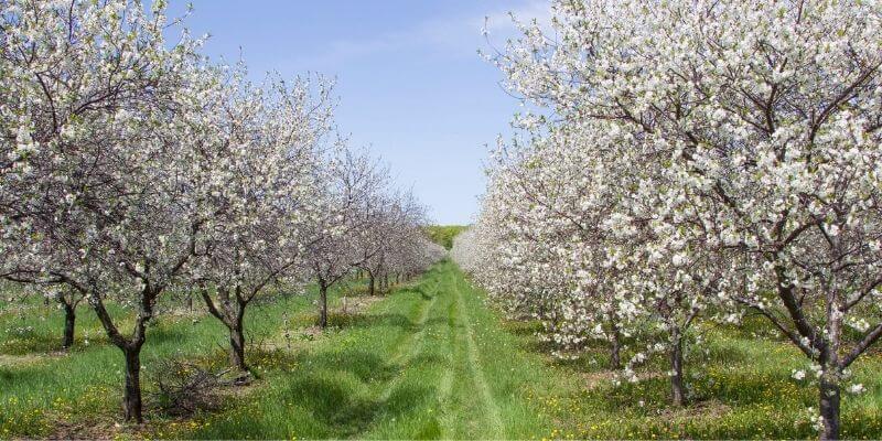 Trees in a Orchard in Door County