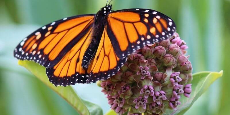 Butterfly Garden of Wisconsin