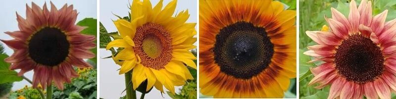 Sunflower fields in Wisconsin