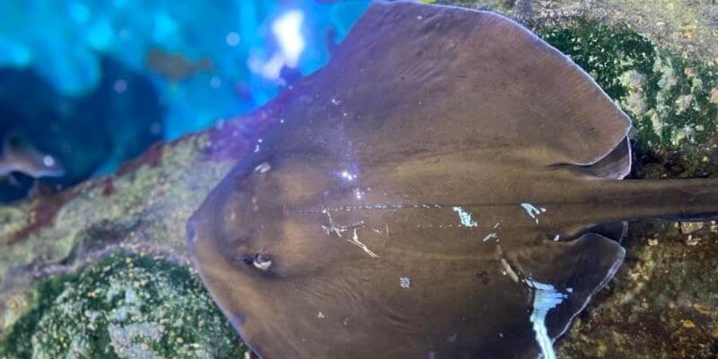 Stingray at the Cameron park zoo aquarium