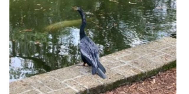 Bird at the water