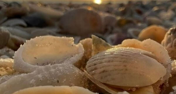 shells on the beach