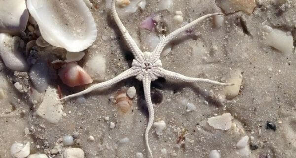 starfish on the beach