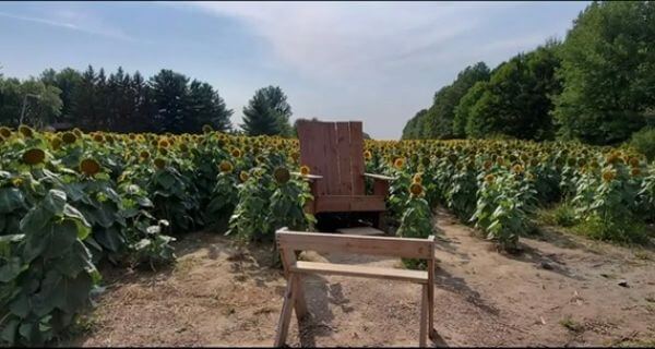 Oversized wood chair in Sunflower field