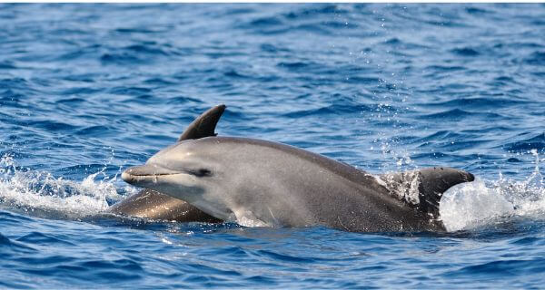 Dolphins swimming 