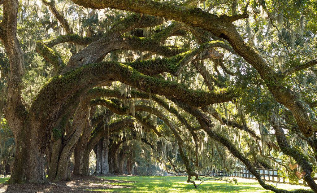 Romantic Getaway in Charleston SC Trees