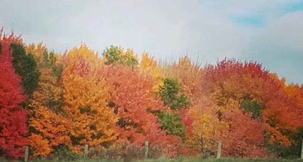 fall colors in Wisconsin Hayward