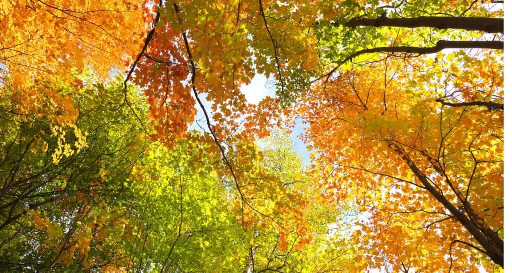fall colors in Wisconsin trees