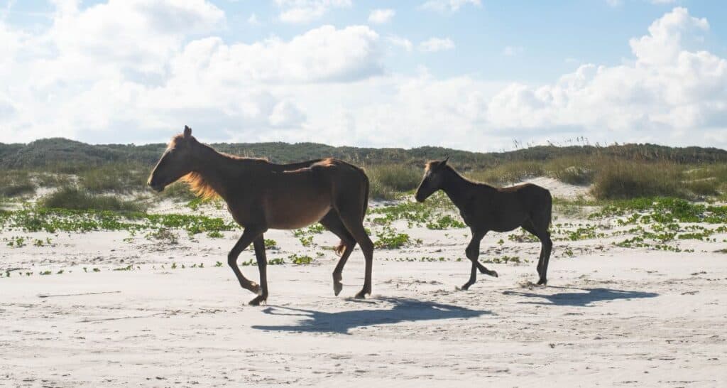 Savannah to St Augustine Cumberland Island horses on the beach