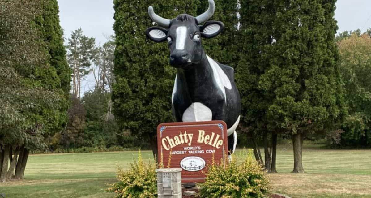 Chatty Belle The worlds largest talking cow